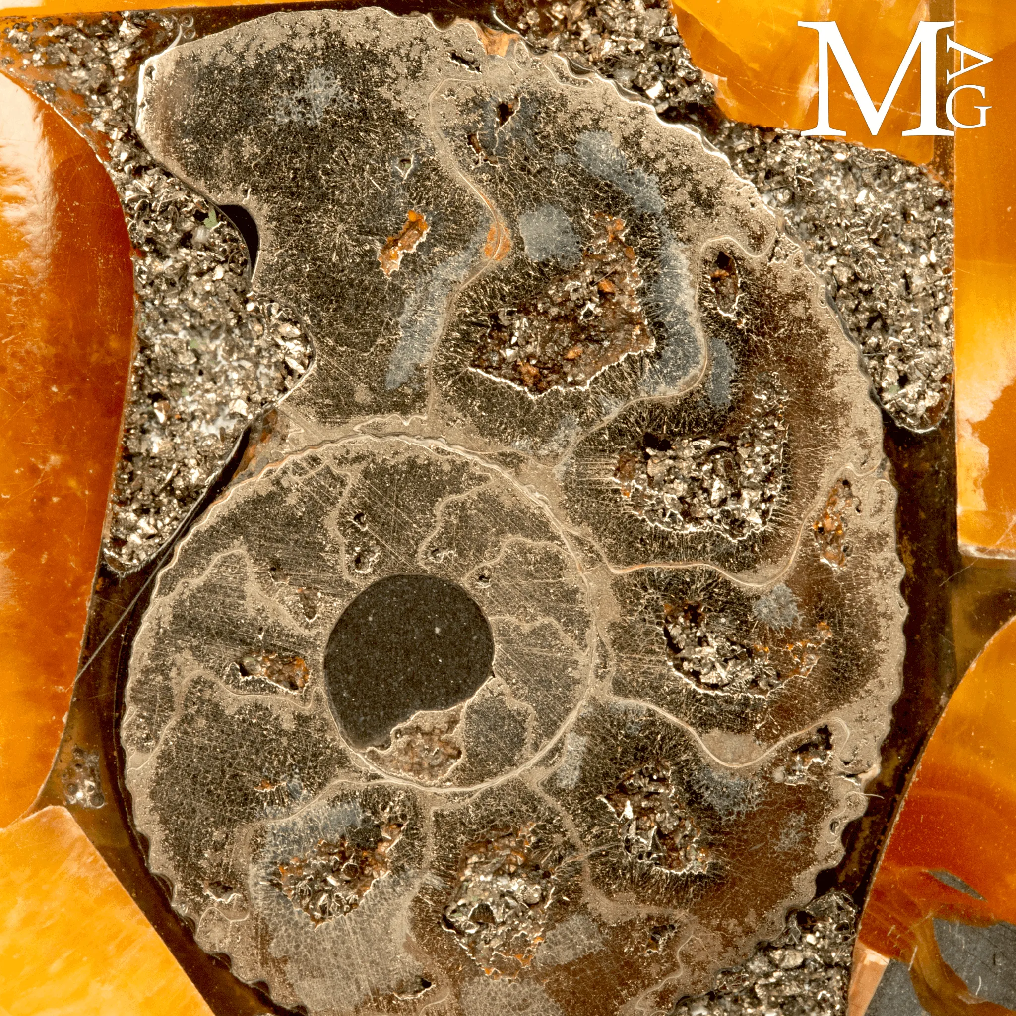 Ammonite Fossile - Il Respiro del Cretaceo