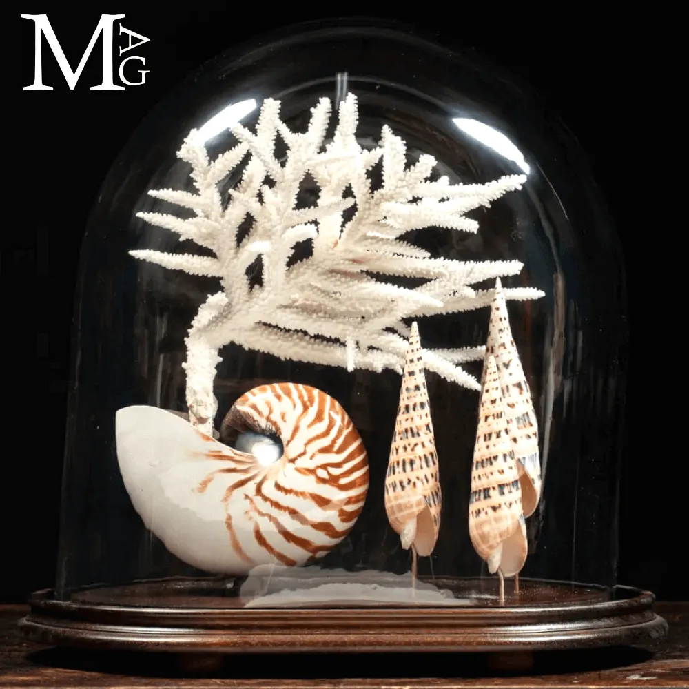 Campana di Vetro – Nautilus, Mitridae e Acropora