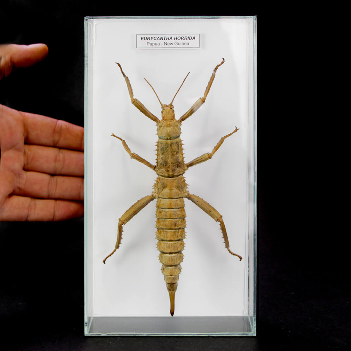 Eurycantha Horrida