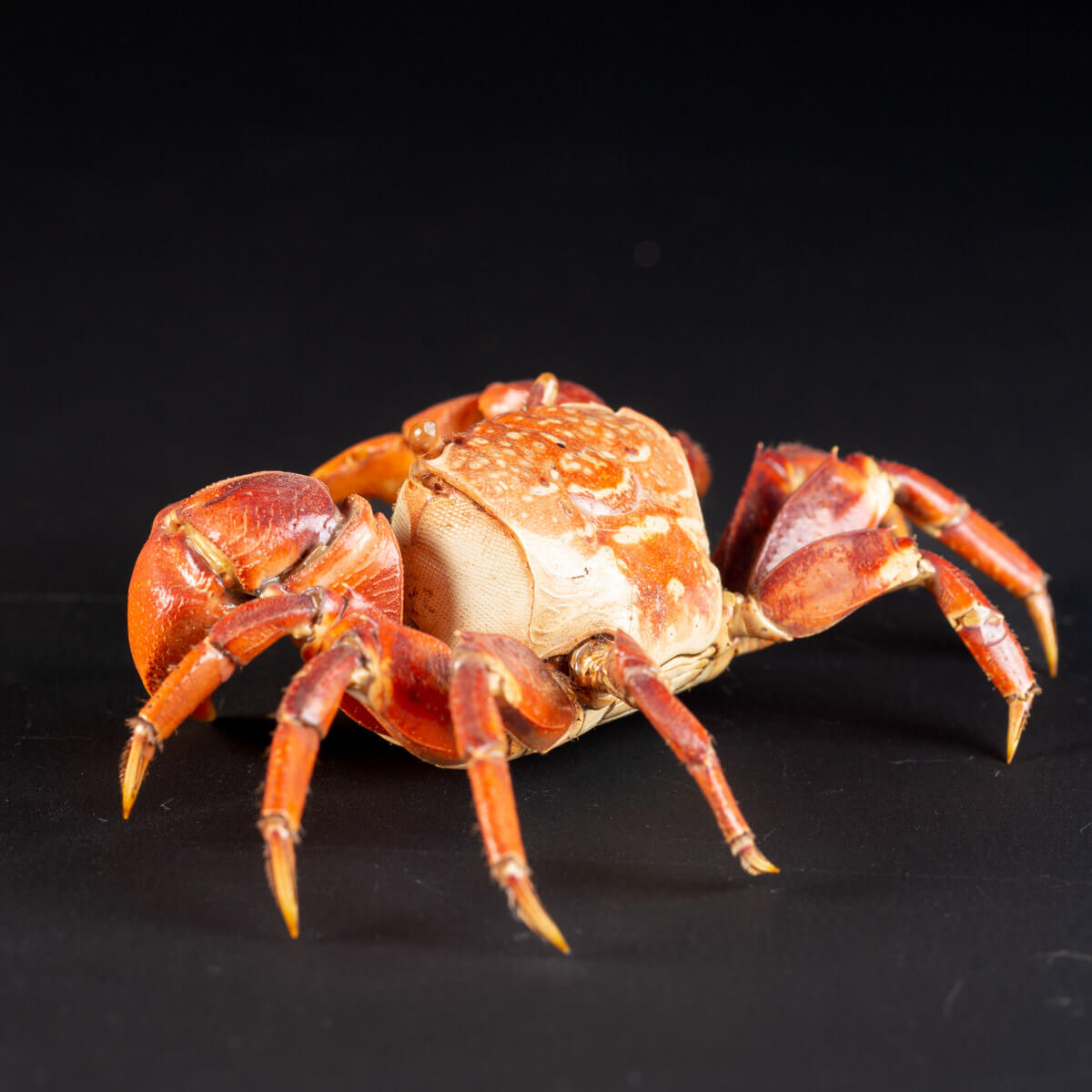 Neosarmatium Asiaticum Crustacé décapode - GRA-27