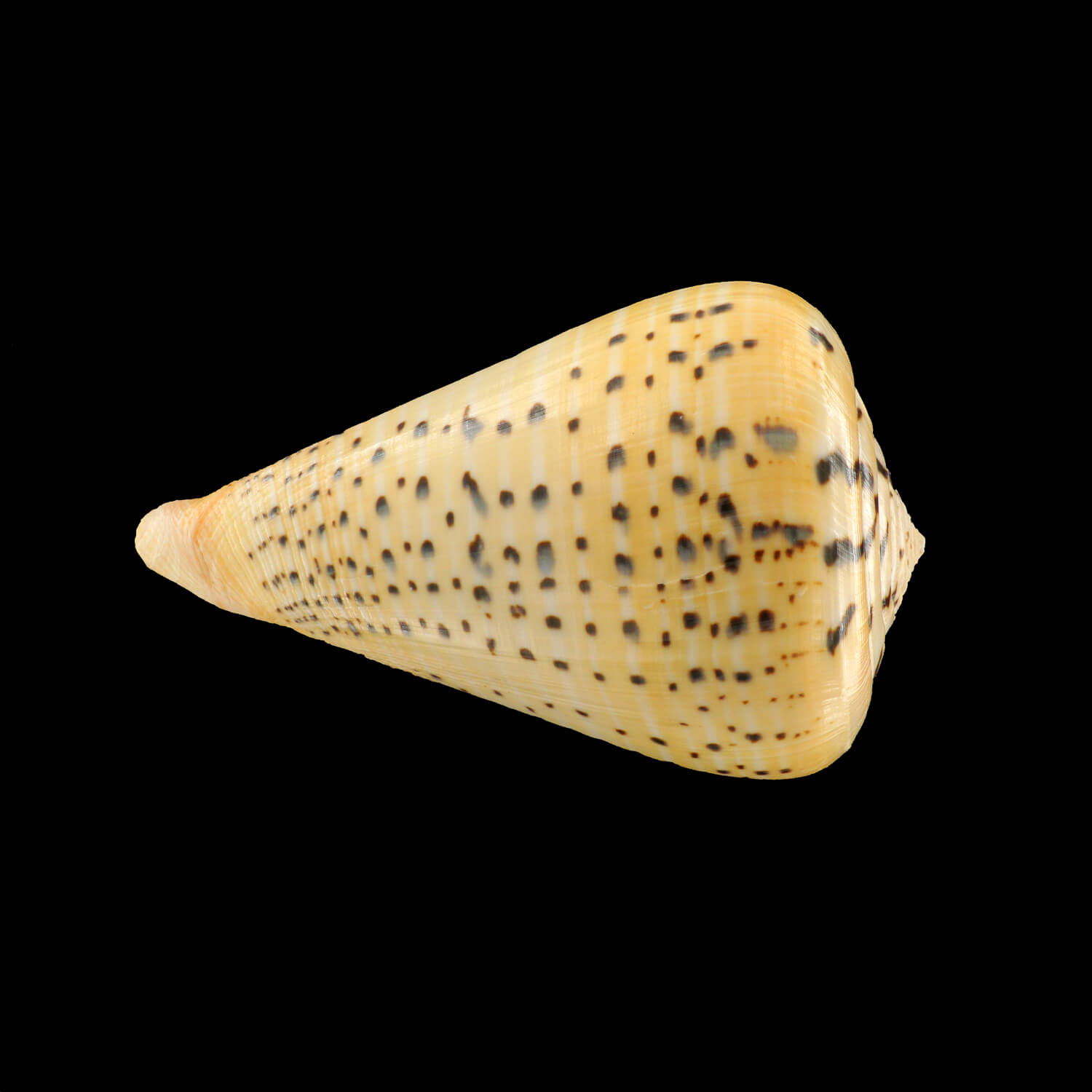 Conidae Conus Betulinus