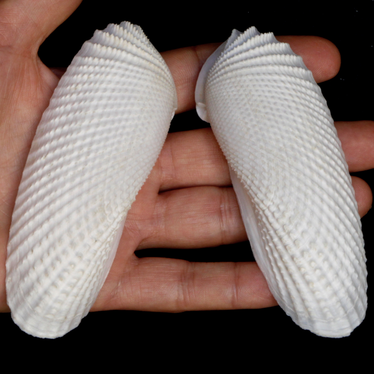 Cyrtopleura Costata