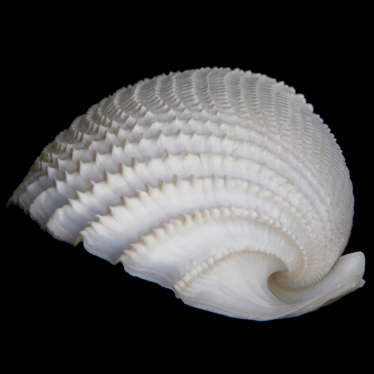 Cyrtopleura Costata