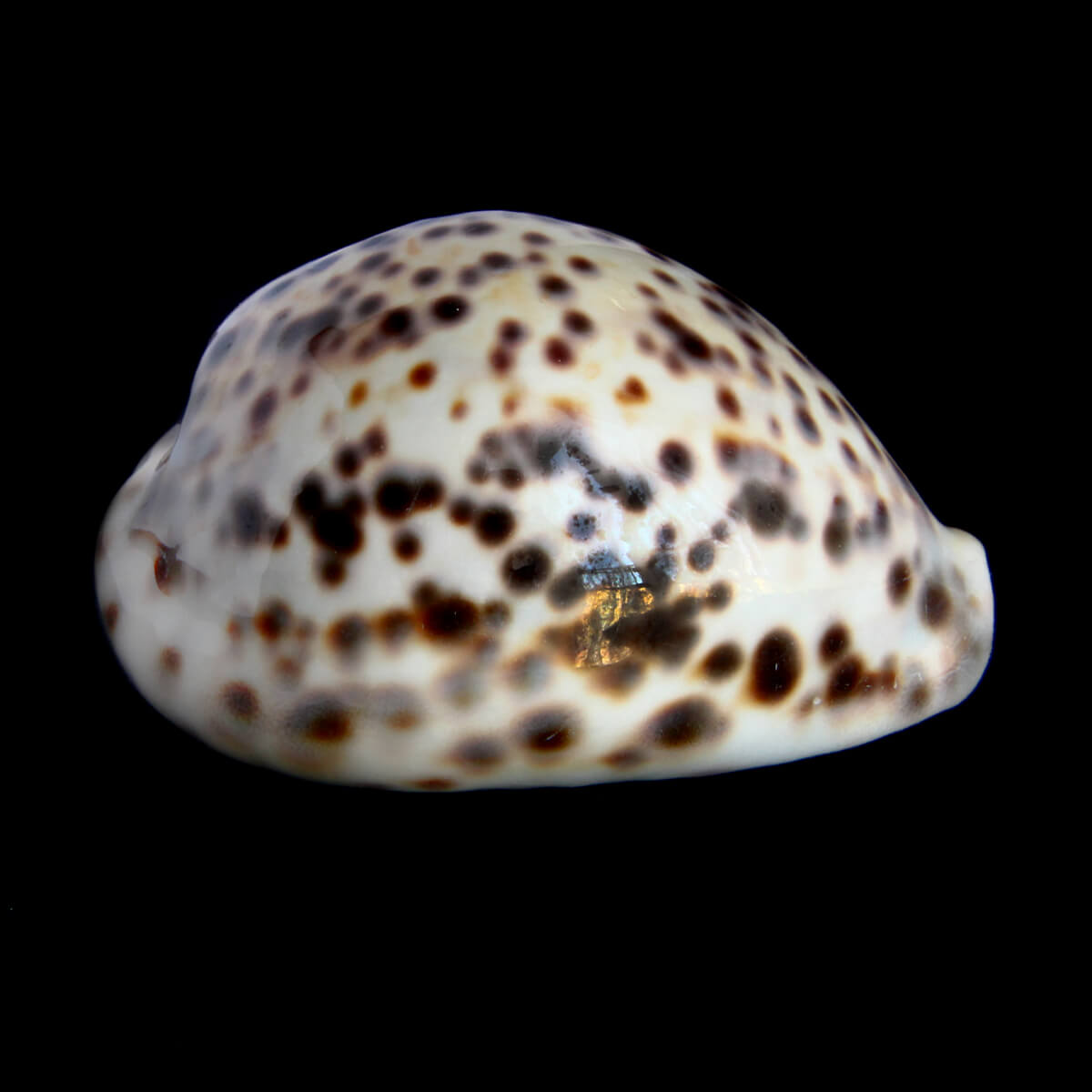 Cypraea Tigris 