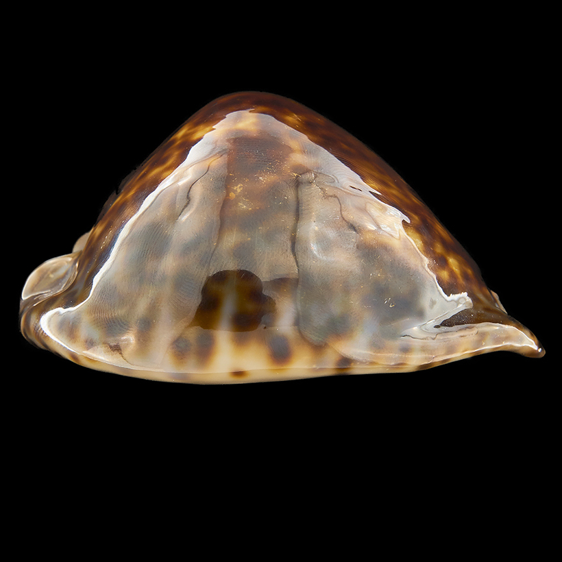 Mauritia Maculifera  