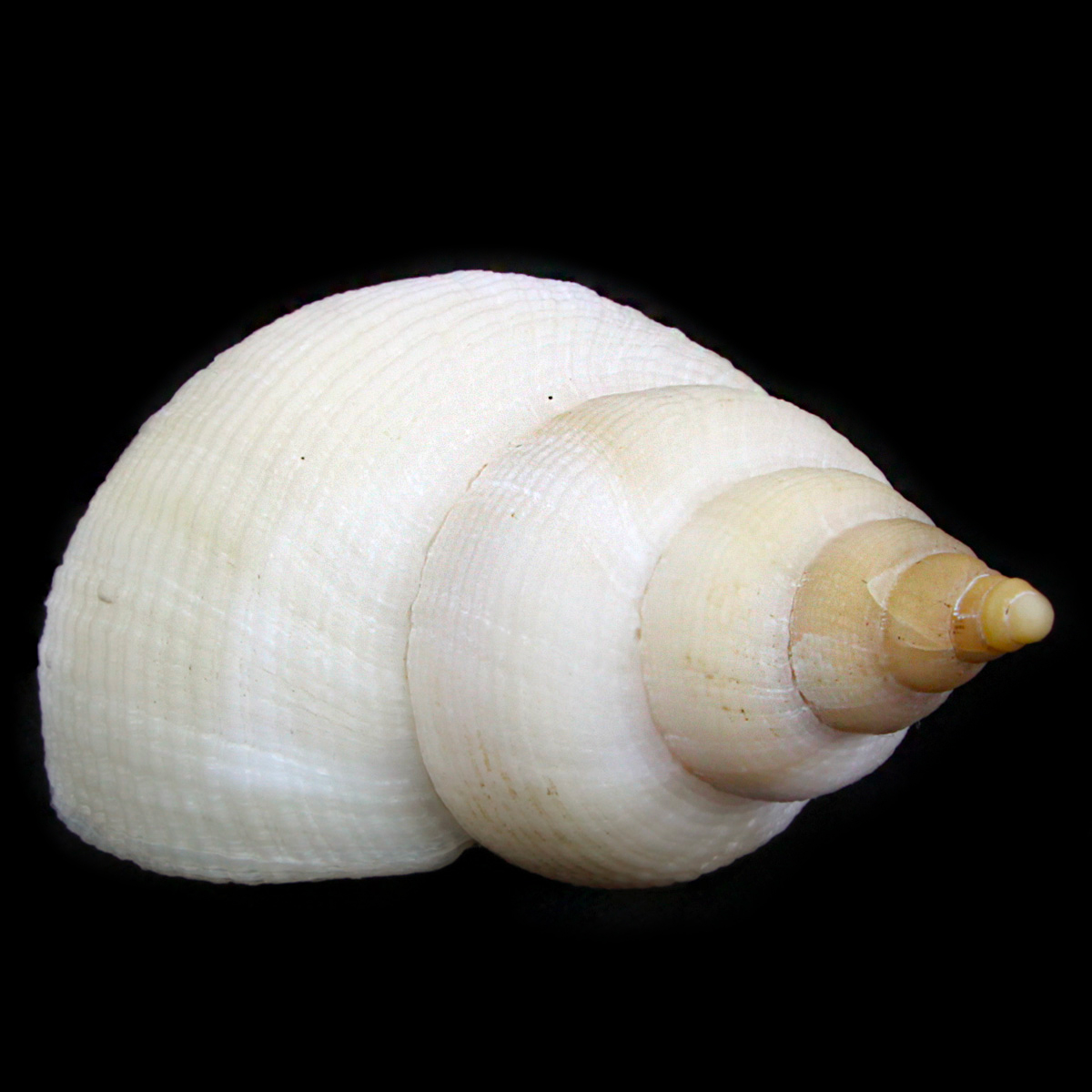 Neptunea Contraria, Familie der Buccinidae
