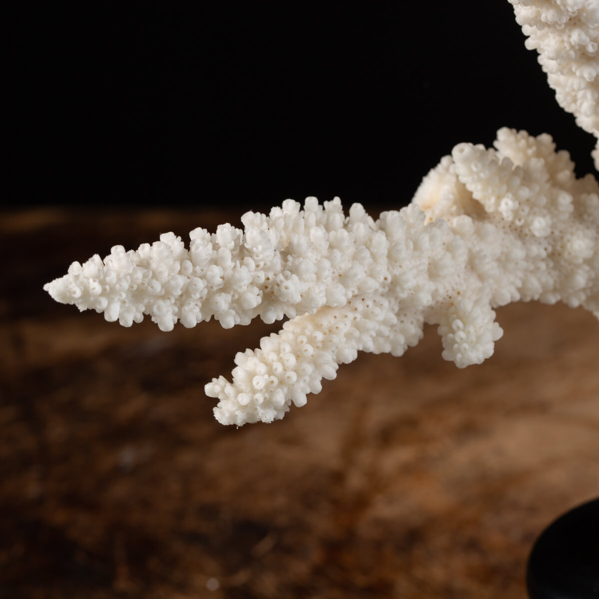 Gioiello Jonette Jewelry Spilla In Peltro 'Gatto Egiziano' Jonette