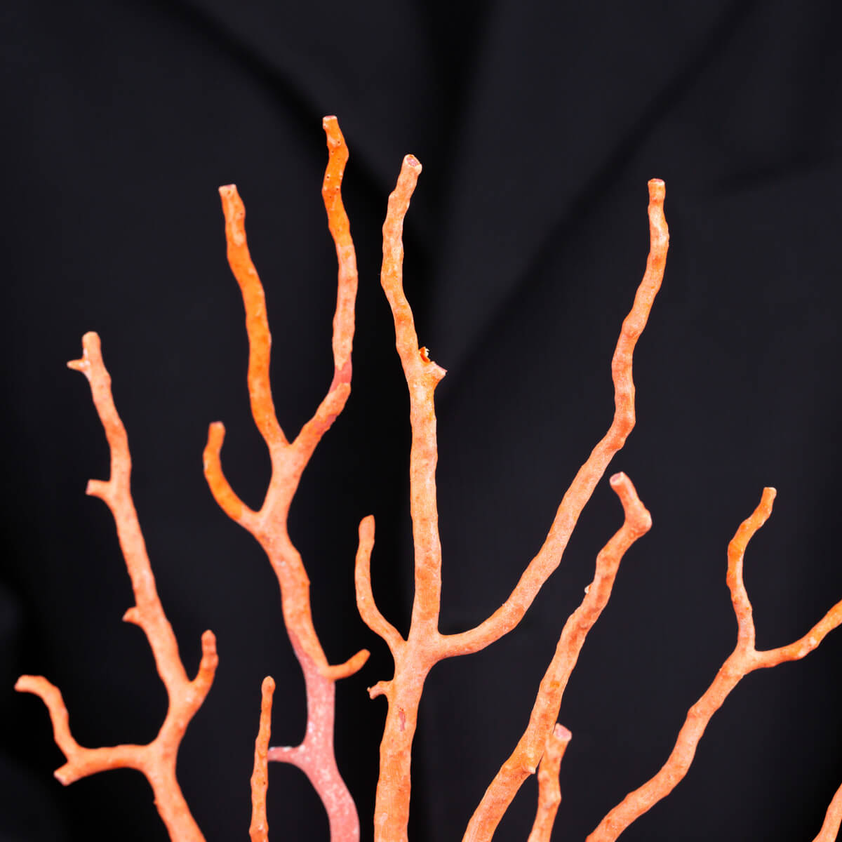 Branche De Corail Rouge Naturel De Sardaigne - 35 Carats, Poli, Pour Bijou Ou Décoration