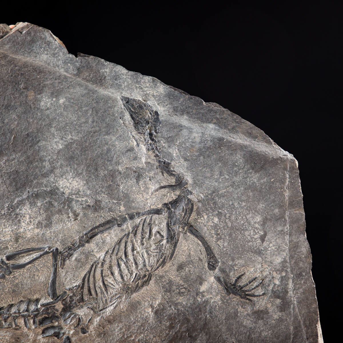 Claudiosaurus Germaini - Madagascar