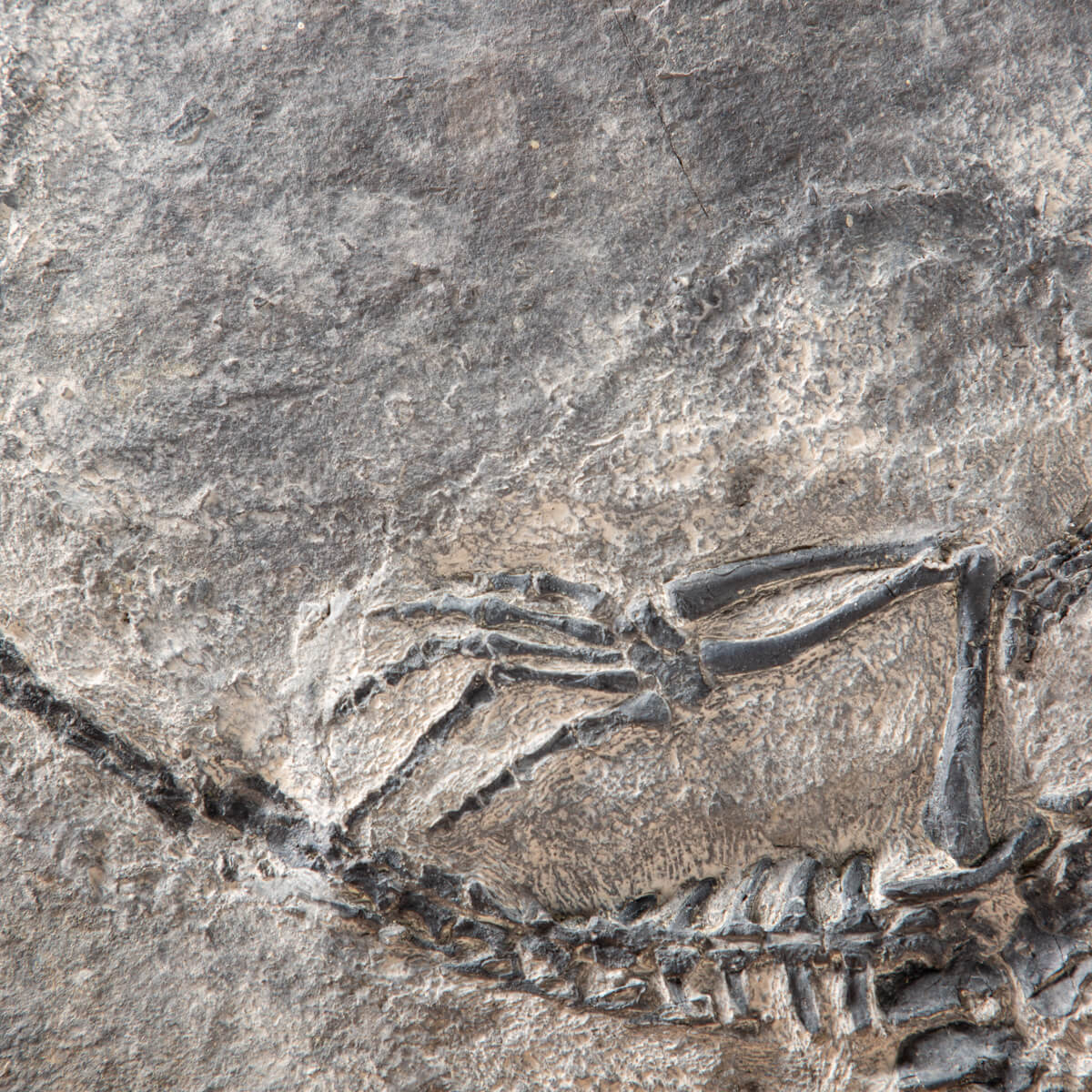Claudiosaurus Germaini - Madagascar