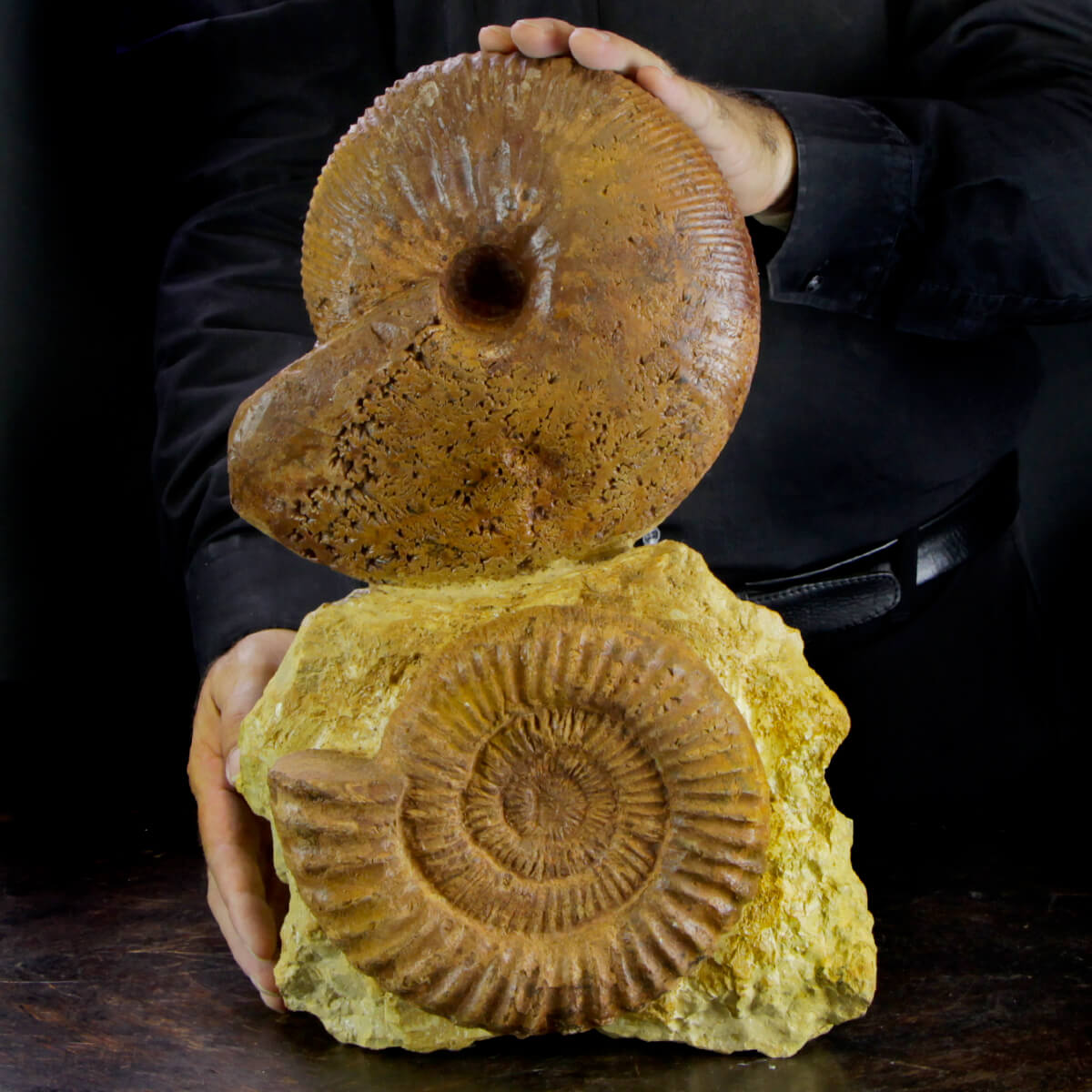 ammoniti-acanthoceras