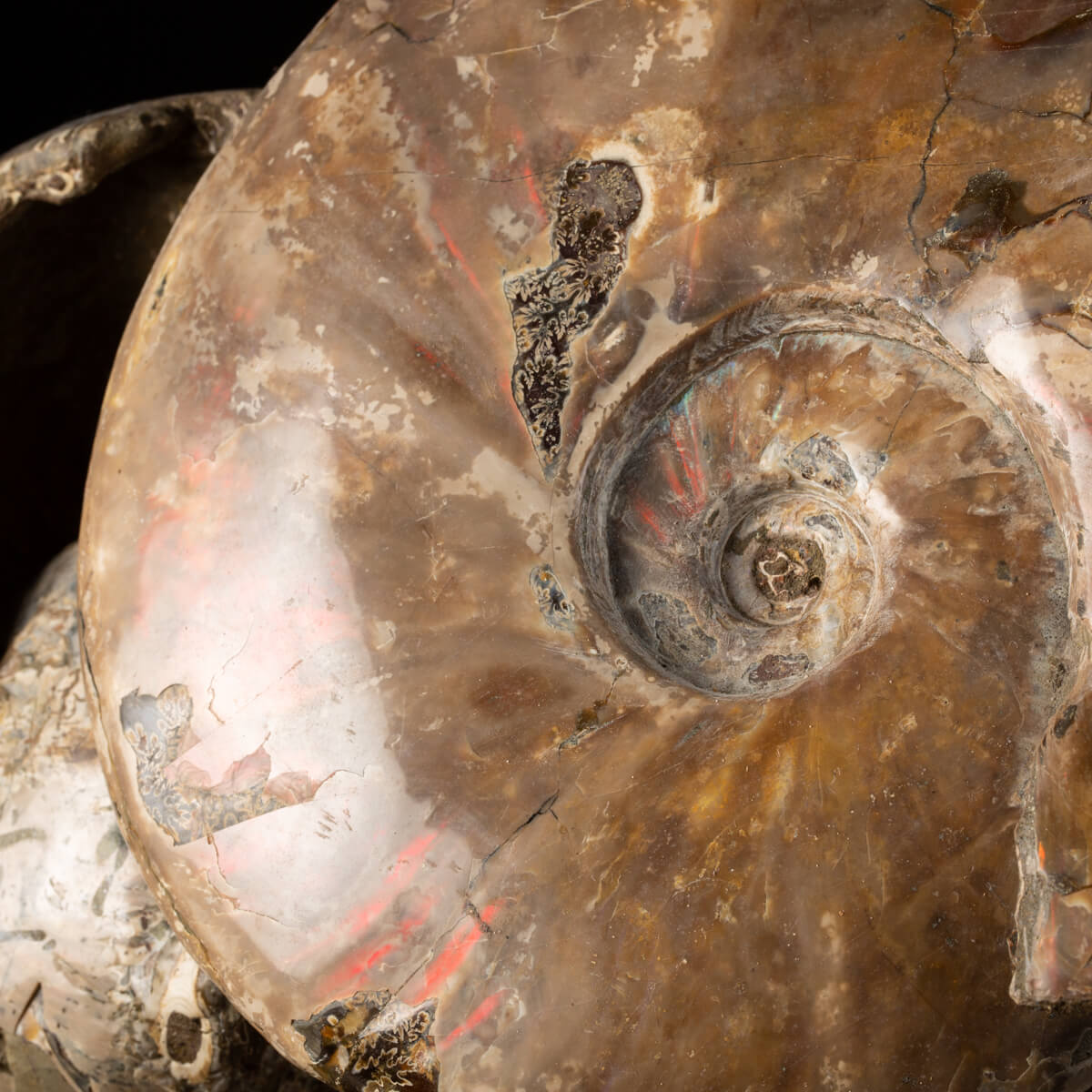 Cleoniceras and Douvilleiceras Ammonites Group