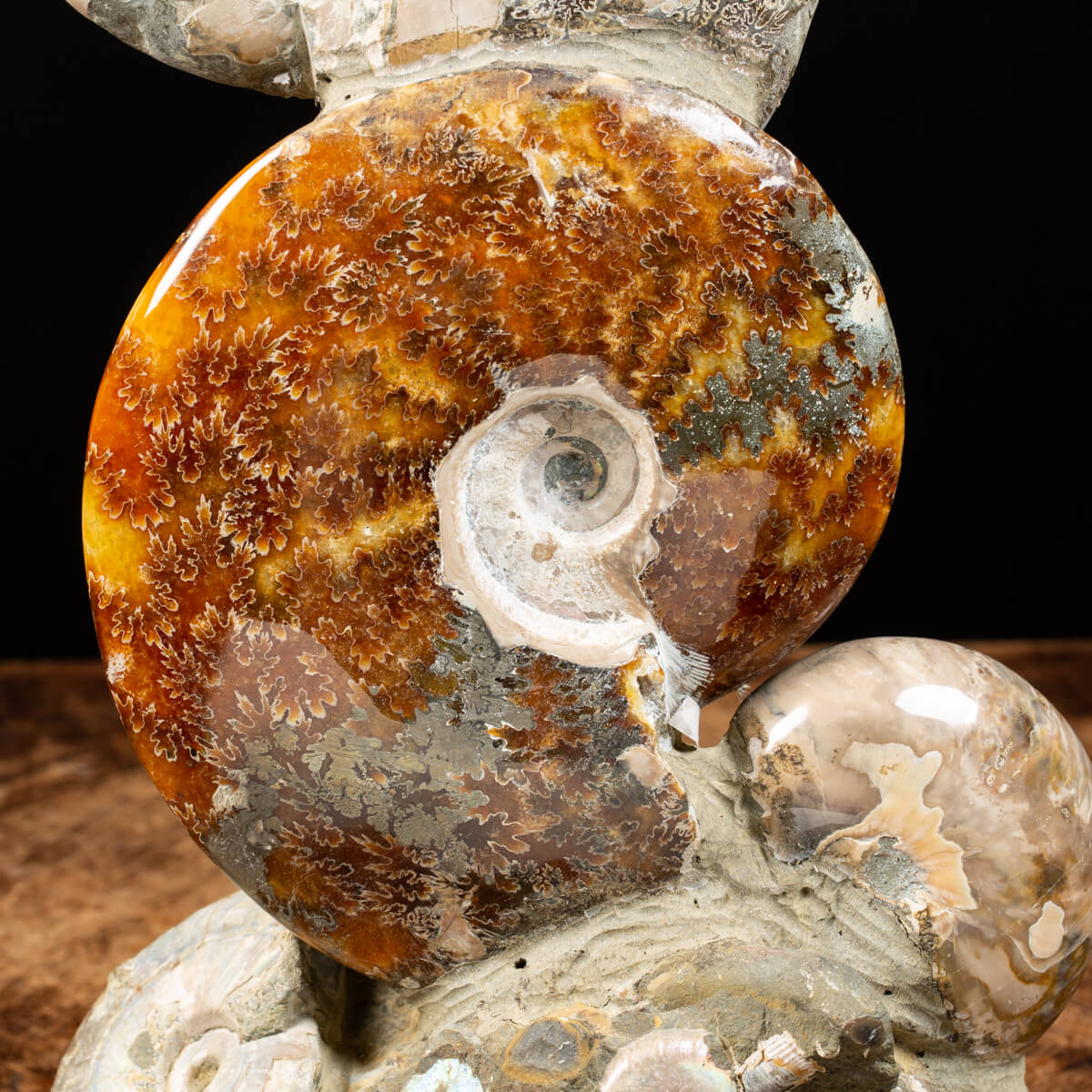 Ammonites and Nautilus