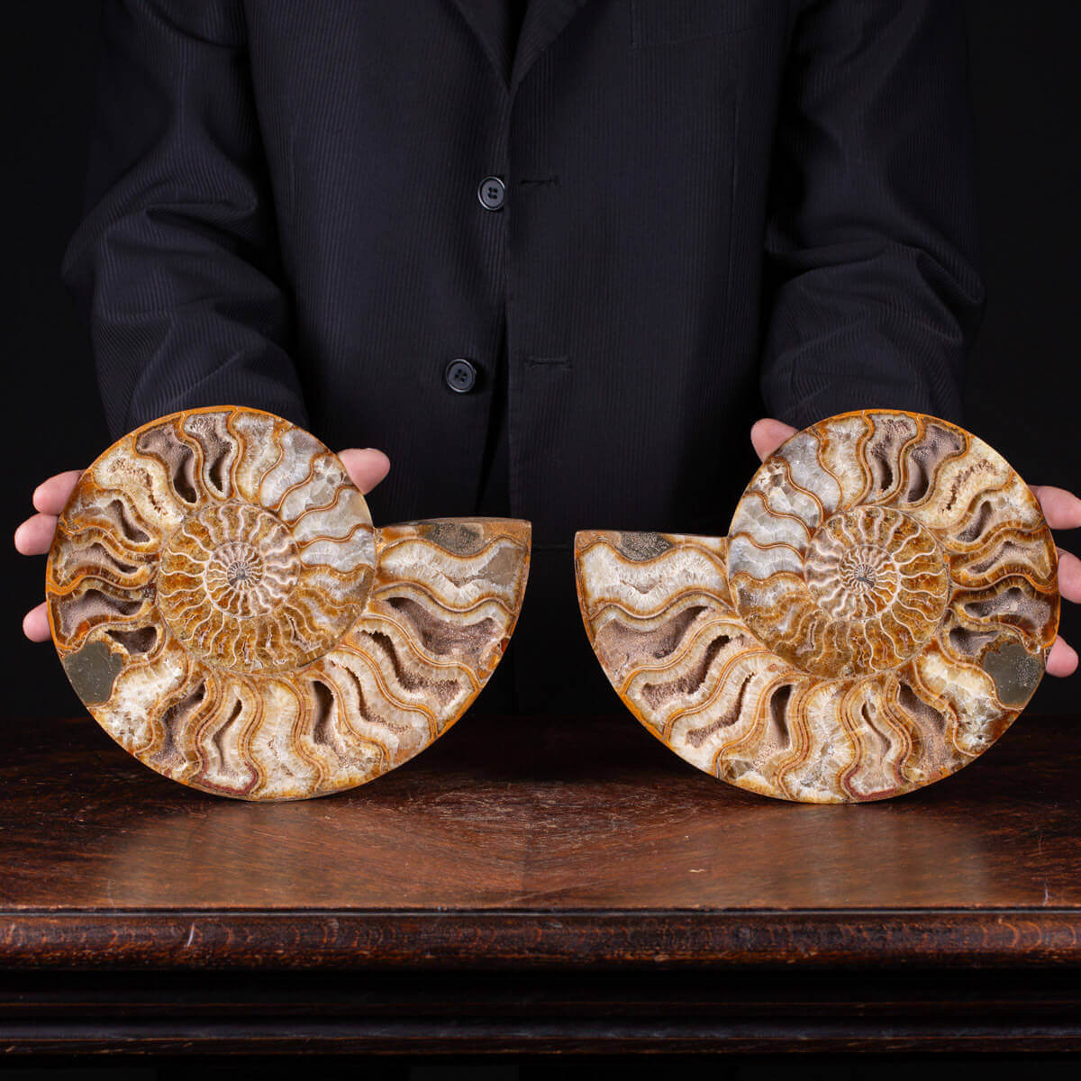 Coppia di Ammonite fossile opalizzata, Madagascar | 3 - 3,5 cm - Didoni