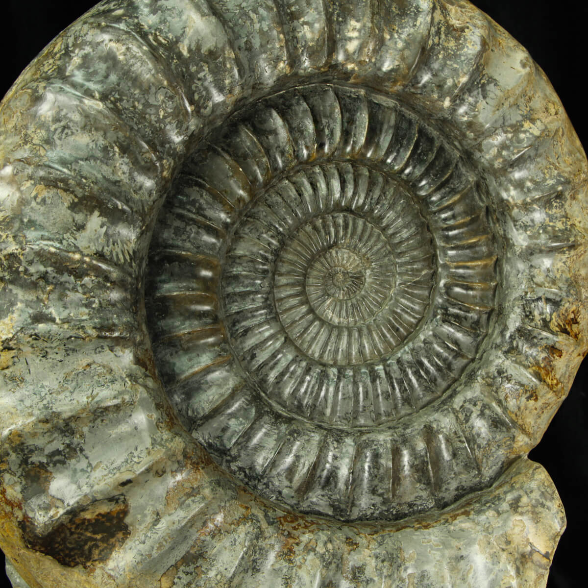 Amartite Arietites Bucklandi - Ammoniti su matrice