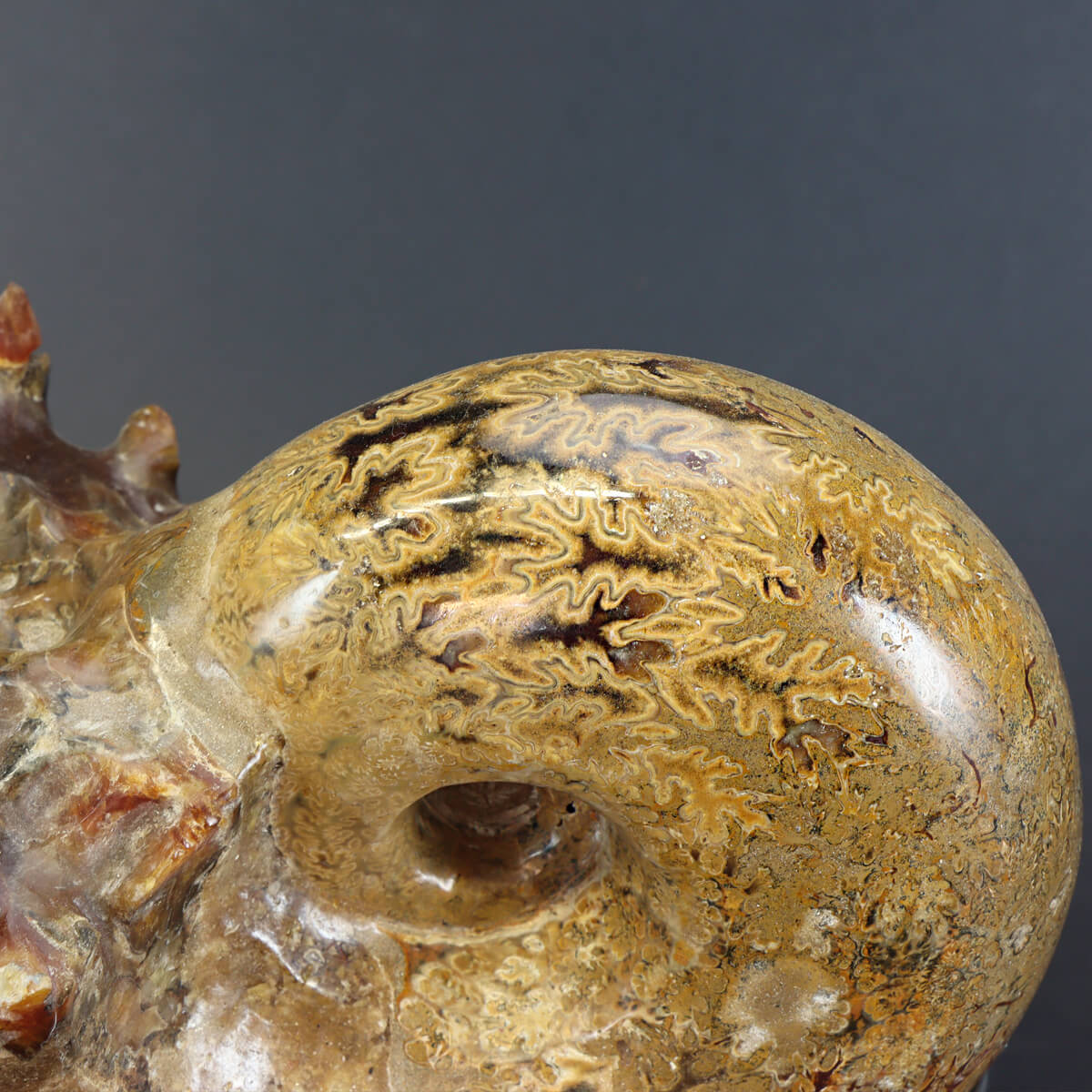 Fossili Antici Della Conchiglia Di Ammonite Illustrazione Di Stock - 5