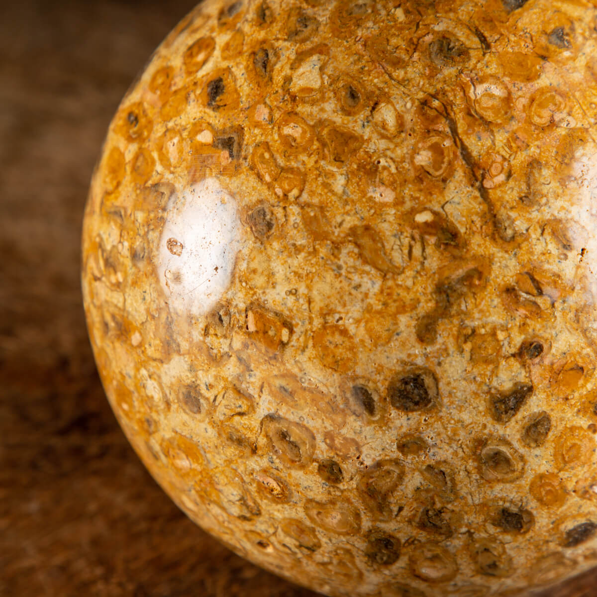 Fossil Coral Sphere