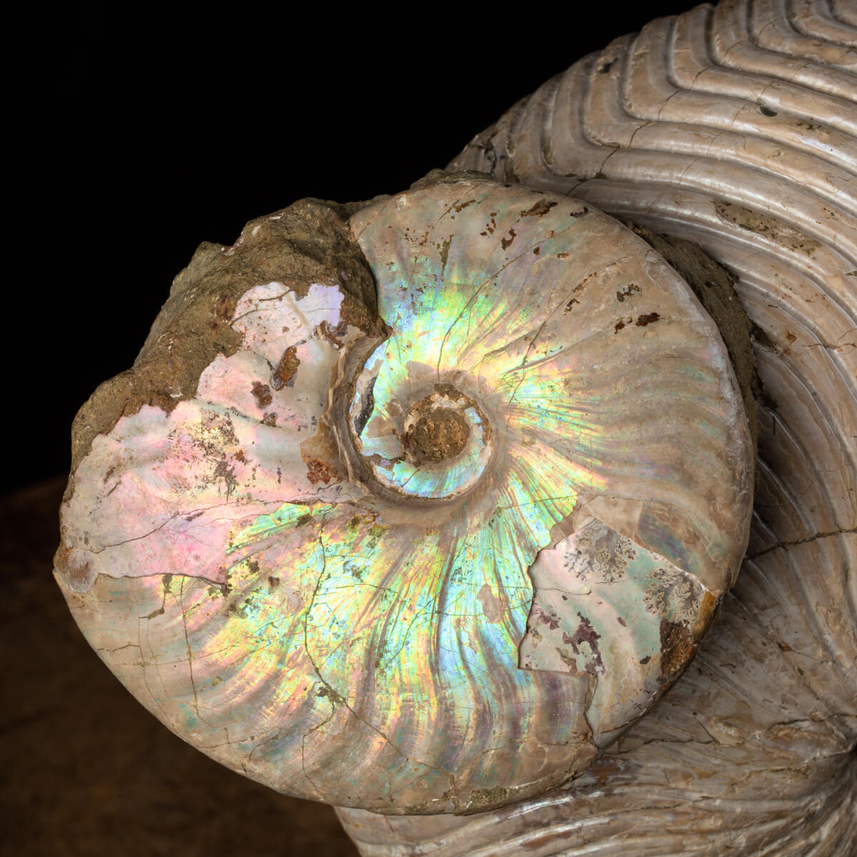 Fossil Nautiloide