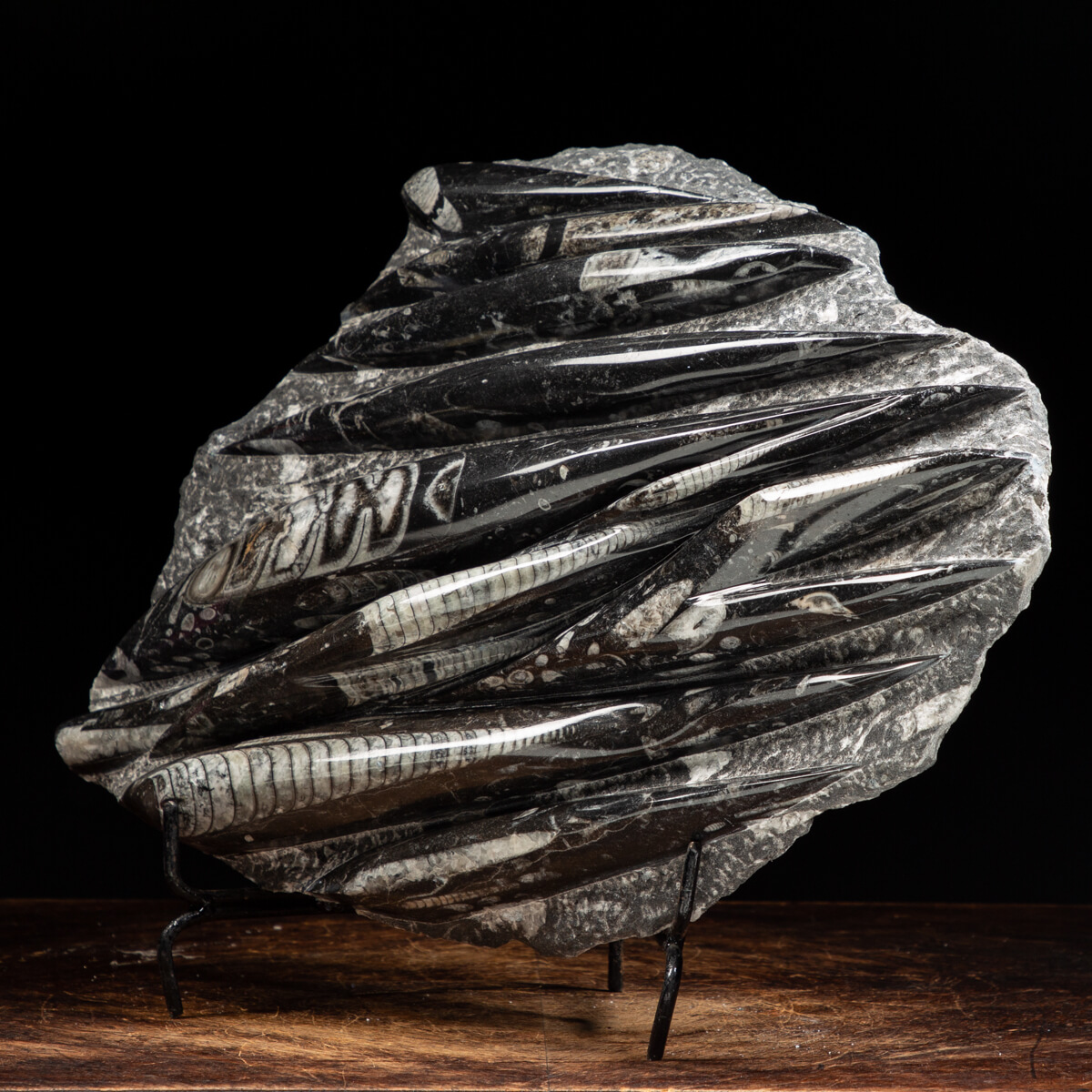Raro ciondolo fossile di Orthoceras, ciondolo avvolto in filo di rame, collana di gioielli fatti a mano in pietra fossile di Orthoceras 100% vera, regalo per lei e per lei - Italia