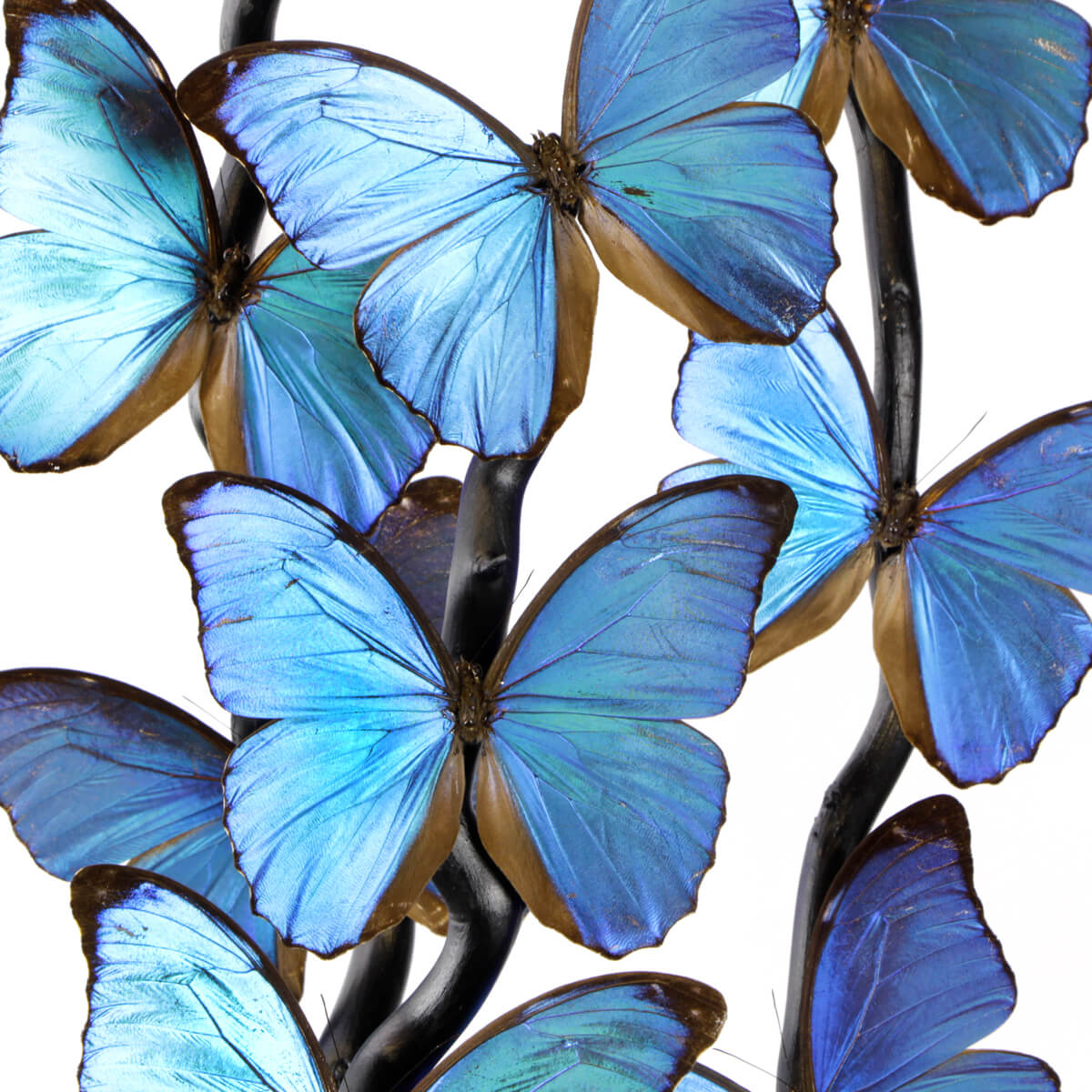 Farfalle Morfo Blu - Sud America